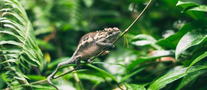 Zero-based adaptability chameleon