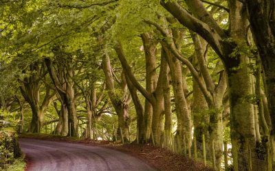A Road Well Taken: How I Discovered I Was a BRM All Along